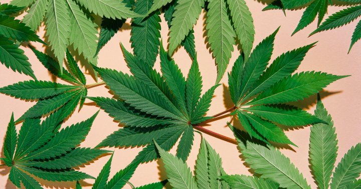 It’s National Hemp Day! Here Are 3 Reasons We Use This Plant To Calm Our Stress
