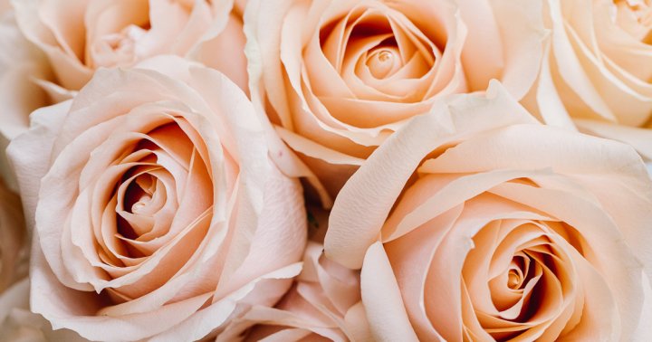 A Rose-Scented Slumber Might Improve Memory Learning, Study Finds