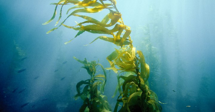 Time To Inventory Up On Seaweed: New Research Finds Algae Can Assist Leaky Intestine 