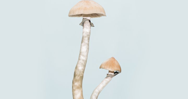 Analysis Finds Psilocybin’s Constructive Results On Most cancers Sufferers Endure For Years